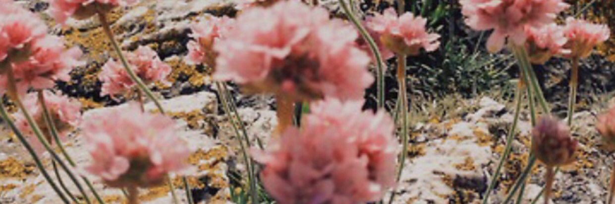 MerlinnRuiz's profile banner image