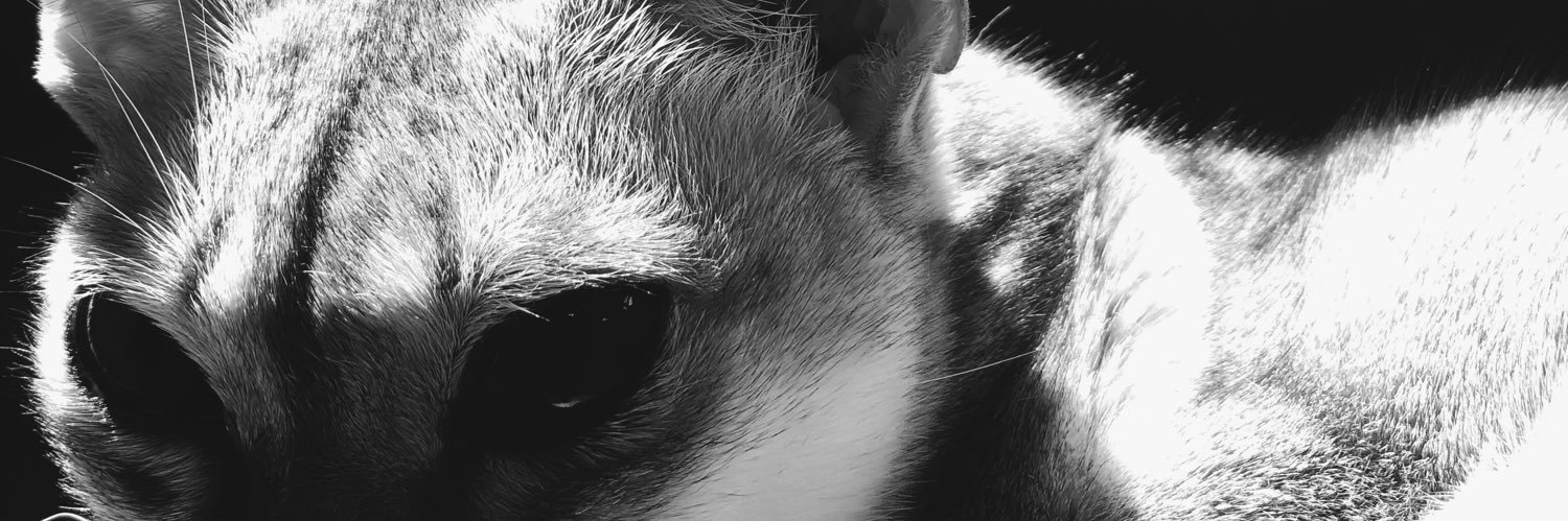 nabiilly's profile banner image