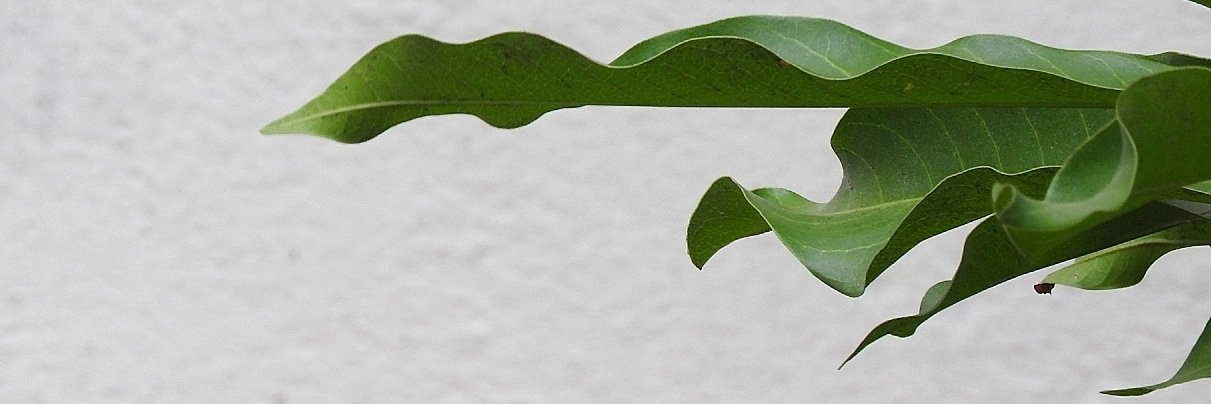 khorg0sh's profile banner image