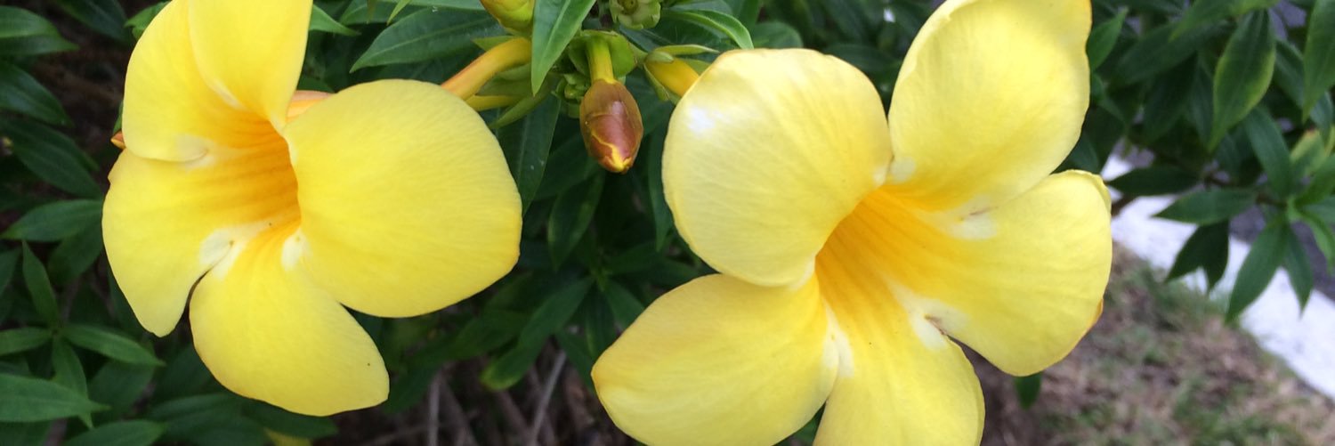 ShirleyPDSa's profile banner image