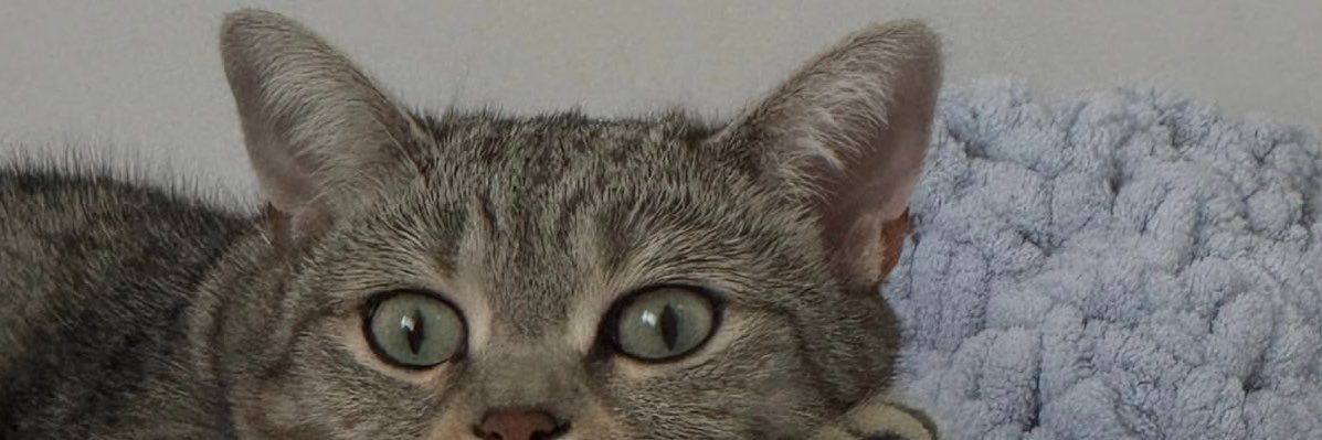 alyicorn's profile banner image