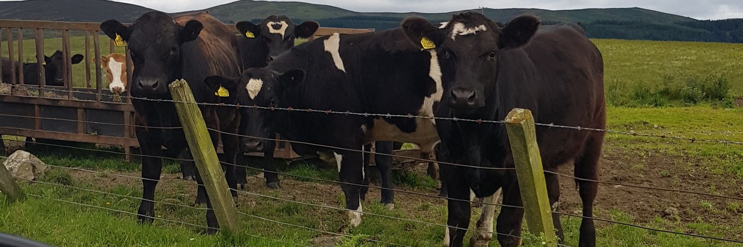 Stuart 🏴󠁧󠁢󠁳󠁣󠁴󠁿🧁☕🎢🐄🏳️‍🌈 banner