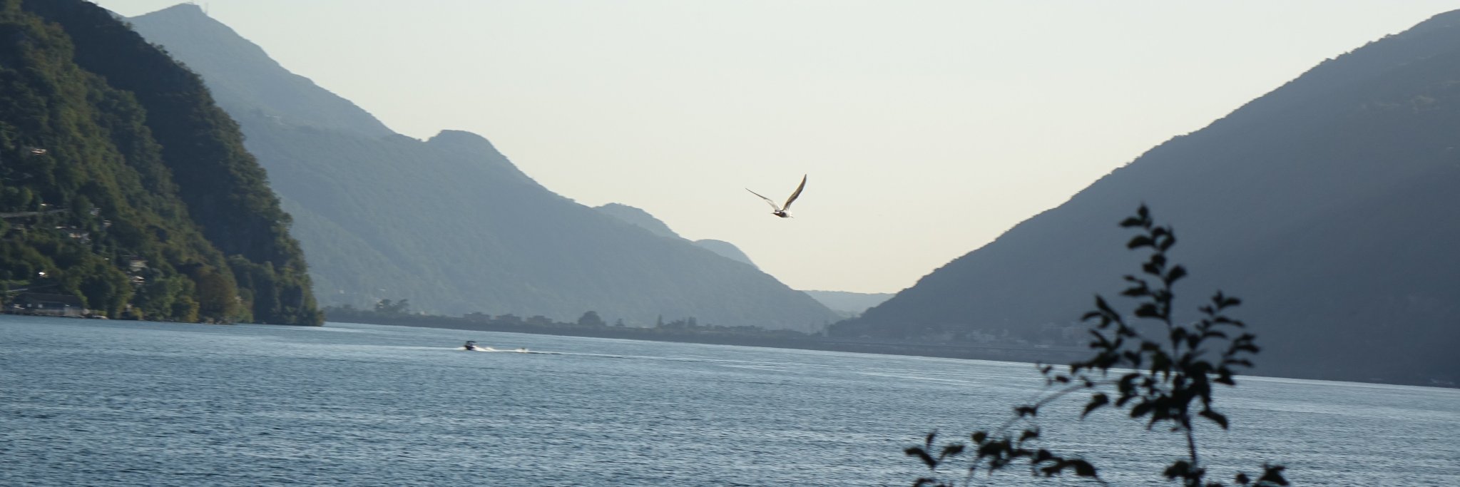 Rebecca Viser banner