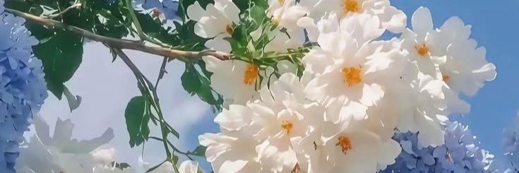__AmberNoRose's profile banner image