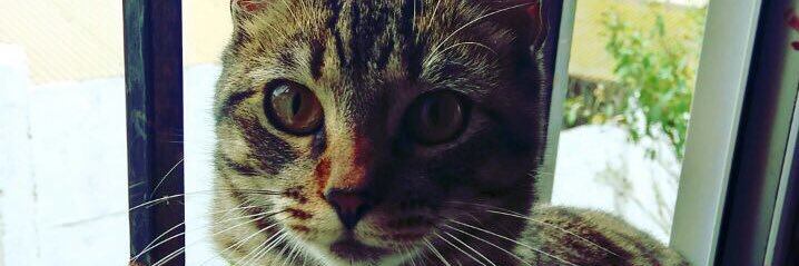 YIULLIA's profile banner image