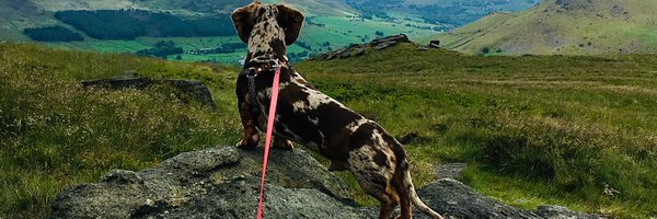 ParrBrow Profile Banner