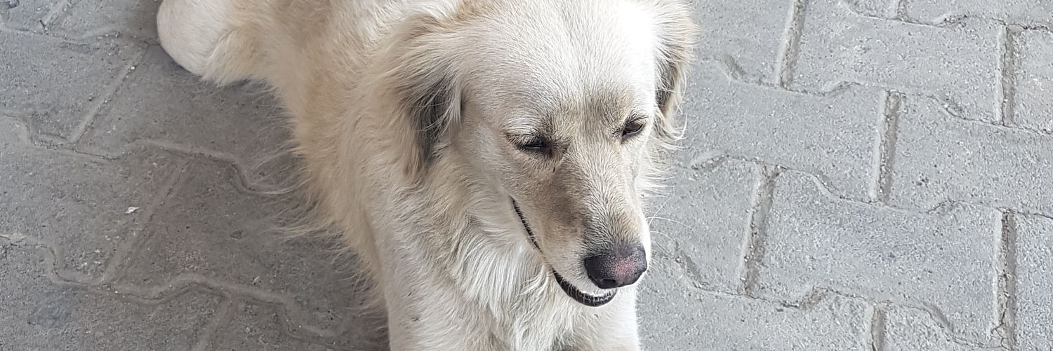 ftocak's profile banner image