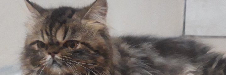 benny_zk's profile banner image