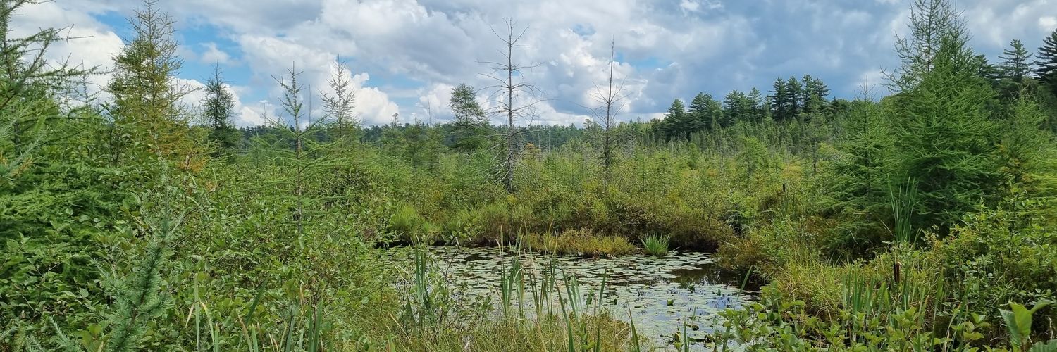 Dr. Catherine Sheard banner