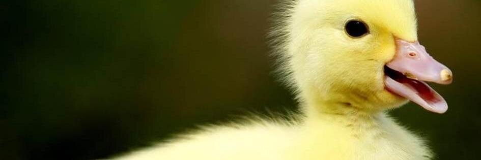 Ducks_Go_Eyup's profile banner image