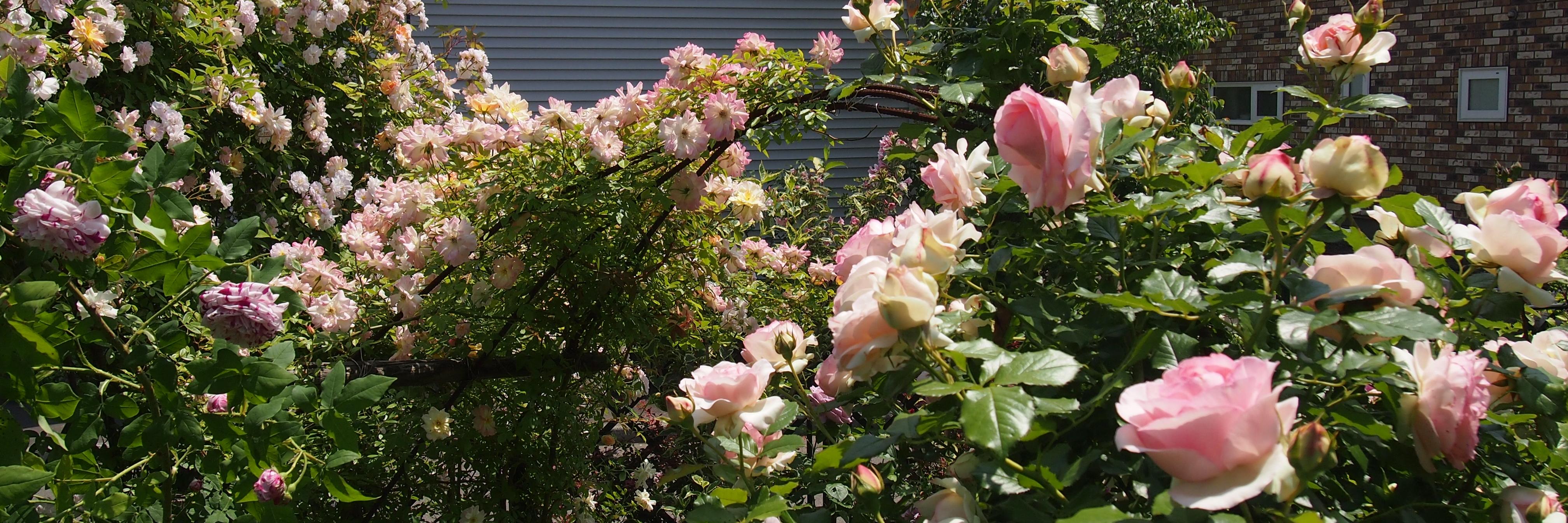 Dainty726's profile banner image