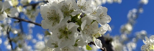 2scoops_rice Profile Banner