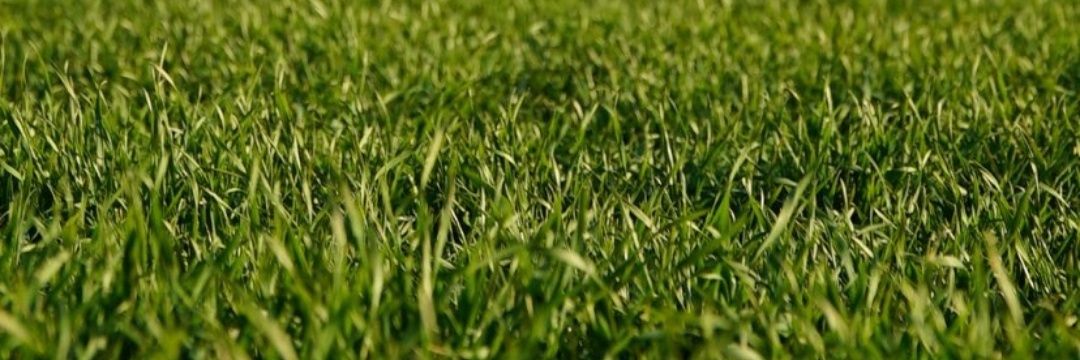 Feyzullah_S's profile banner image