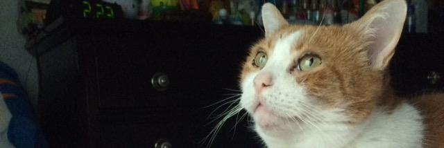 natcat430's profile banner image