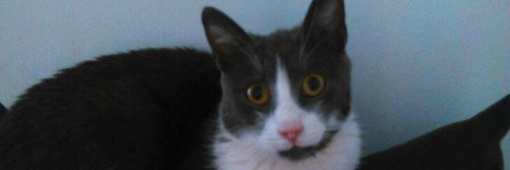 91_violeta's profile banner image