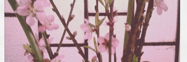 TamiGrr Profile Banner