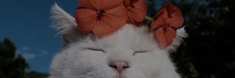 vicgomeznasich's profile banner image