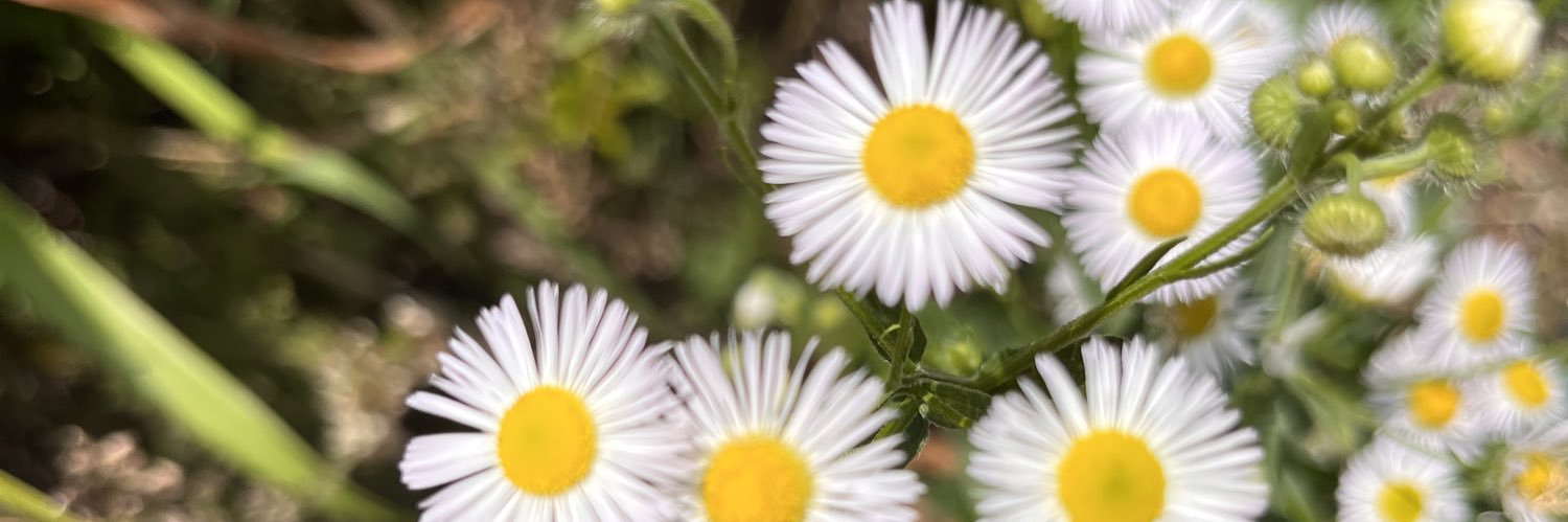 CurlsAndChords's profile banner image