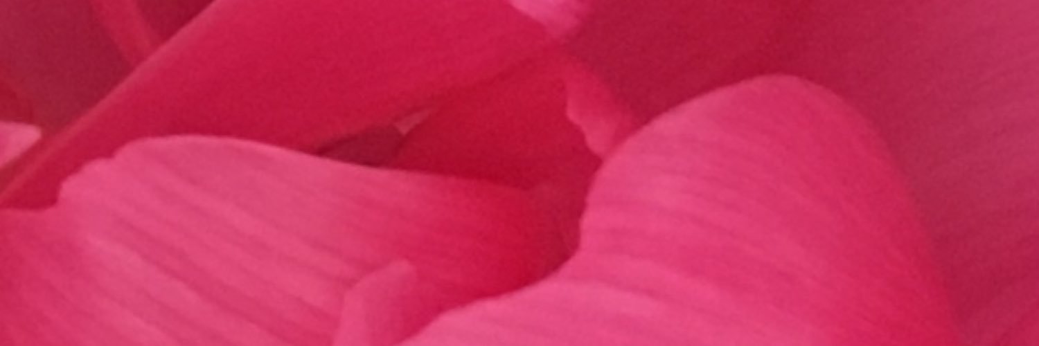 snowsnowbook's profile banner image