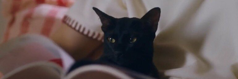 Psychometrer°~Cat ✨️ banner