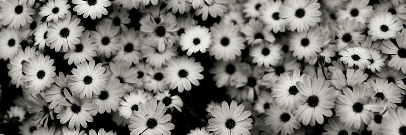 Mary_Dariky's profile banner image