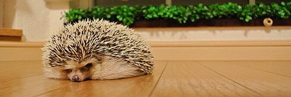 catshun_ Profile Banner