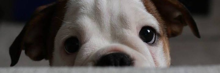 Kyle Van Staden banner