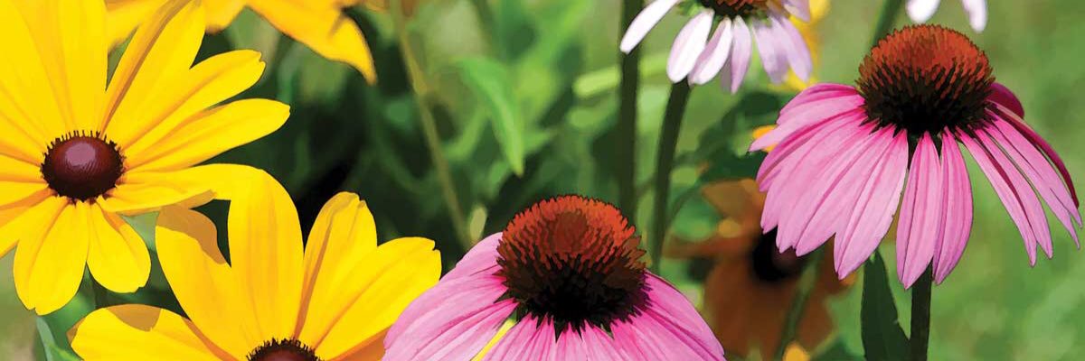deeder_ann's profile banner image
