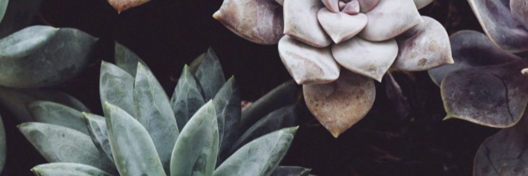 sofi__sho's profile banner image