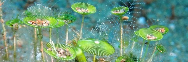 jutinbebar Profile Banner