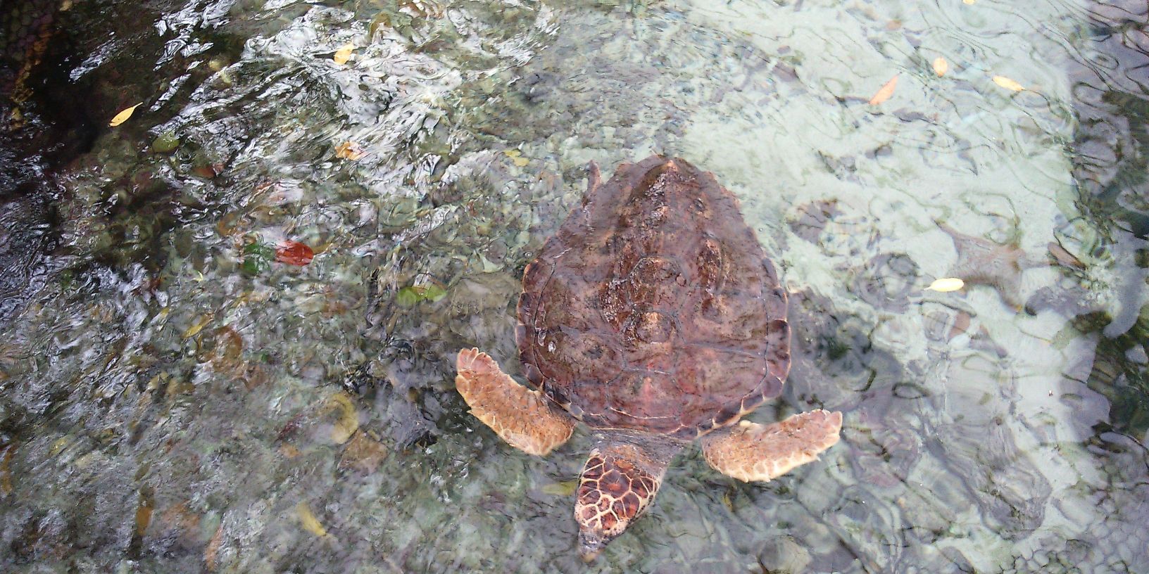 Maritza Pulido banner