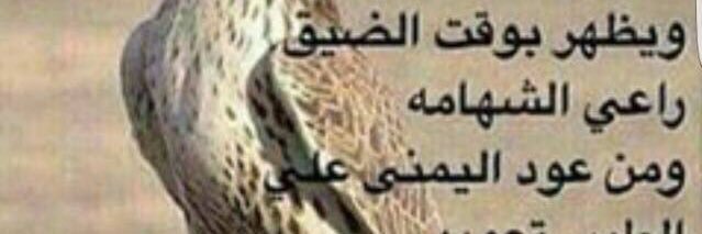 ابو بندر banner