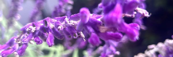 haniel1771 Profile Banner