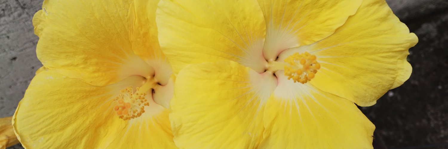 Gina Montalvo banner