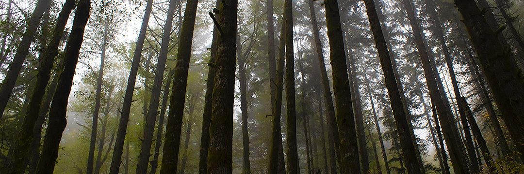 NovemberPaige's profile banner image