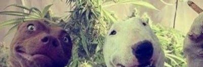 Magnelsonn's profile banner image