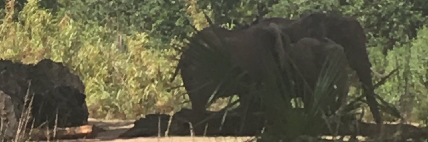 MamaMyles77's profile banner image