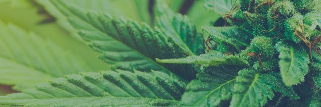 ReLeaf2Go banner