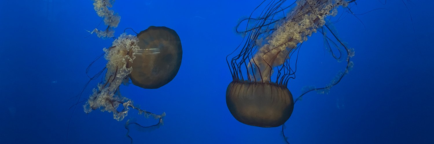 Finn🇳🇿🇦🇺🇨🇦 banner