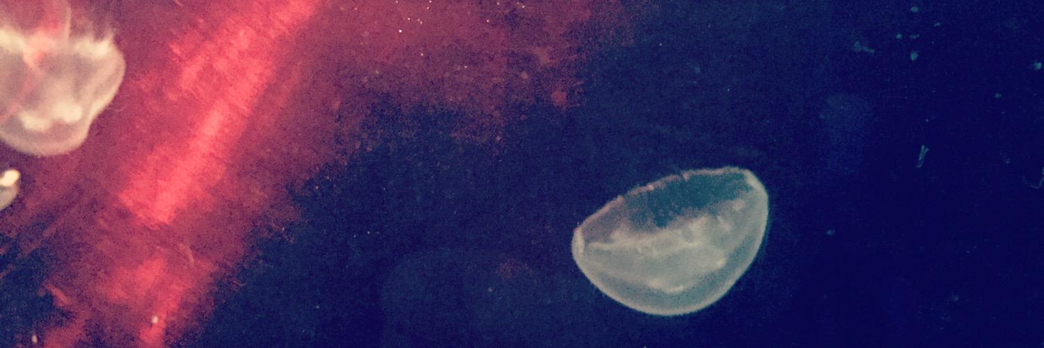 Wesley banner