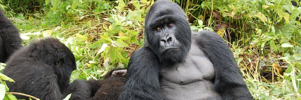 rwandabirding Profile Banner