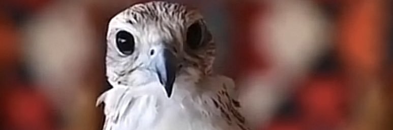 فهد العبيدي banner