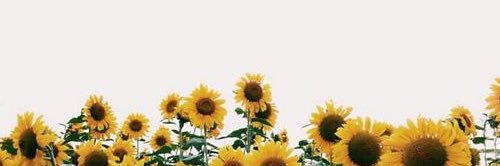Yayeeyayoo's profile banner image