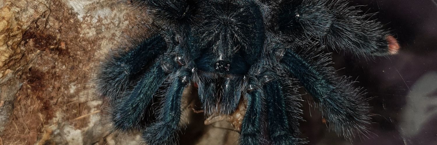 WoolyShell's profile banner image