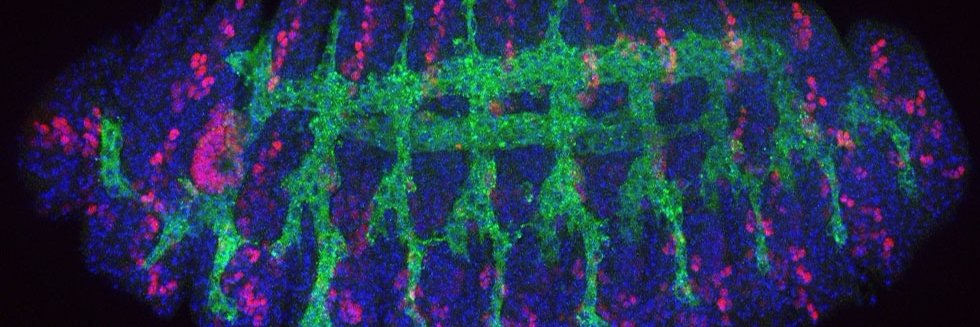Perrimon Lab's banner