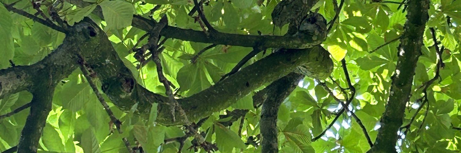 javiersilvar's profile banner image