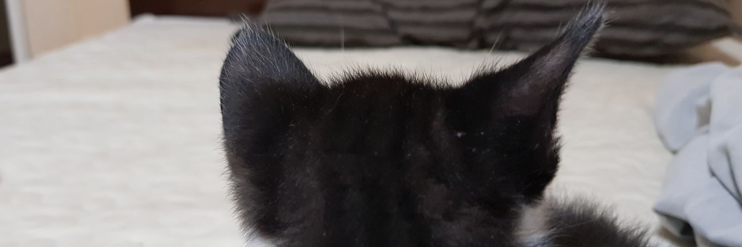 ralarakjw's profile banner image
