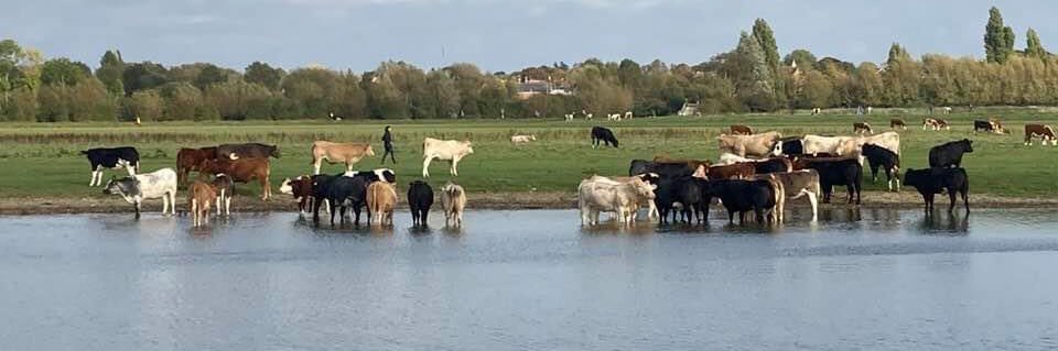 David Nimmo Smith banner