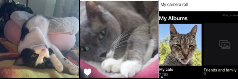 Nadine-lee aka: #EgoAnt 🐜🐈‍⬛🐜's banner