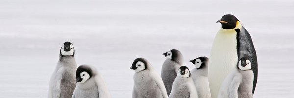 aceantarctic Profile Banner